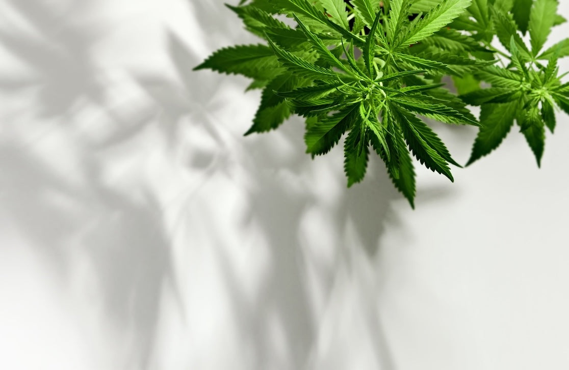 Cannabis Industry & Retail