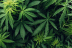 10 Fascinating Cannabis Facts You May Not Know