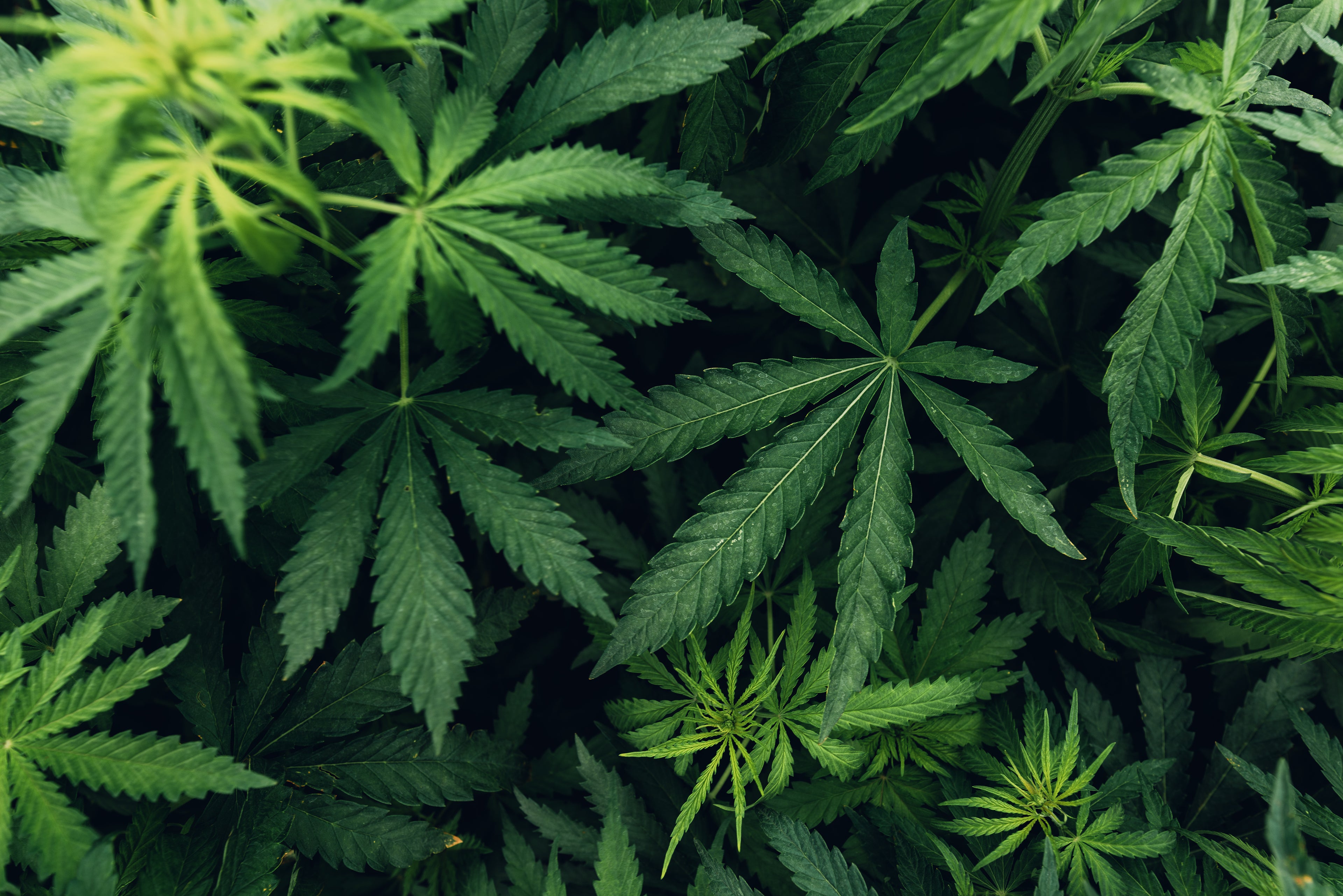 10 Fascinating Cannabis Facts You May Not Know