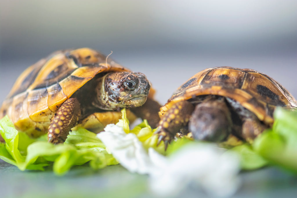 5 Eco-Friendly Choices for Pet Adoption