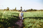 5 Environmental Benefits of Pet Ownership