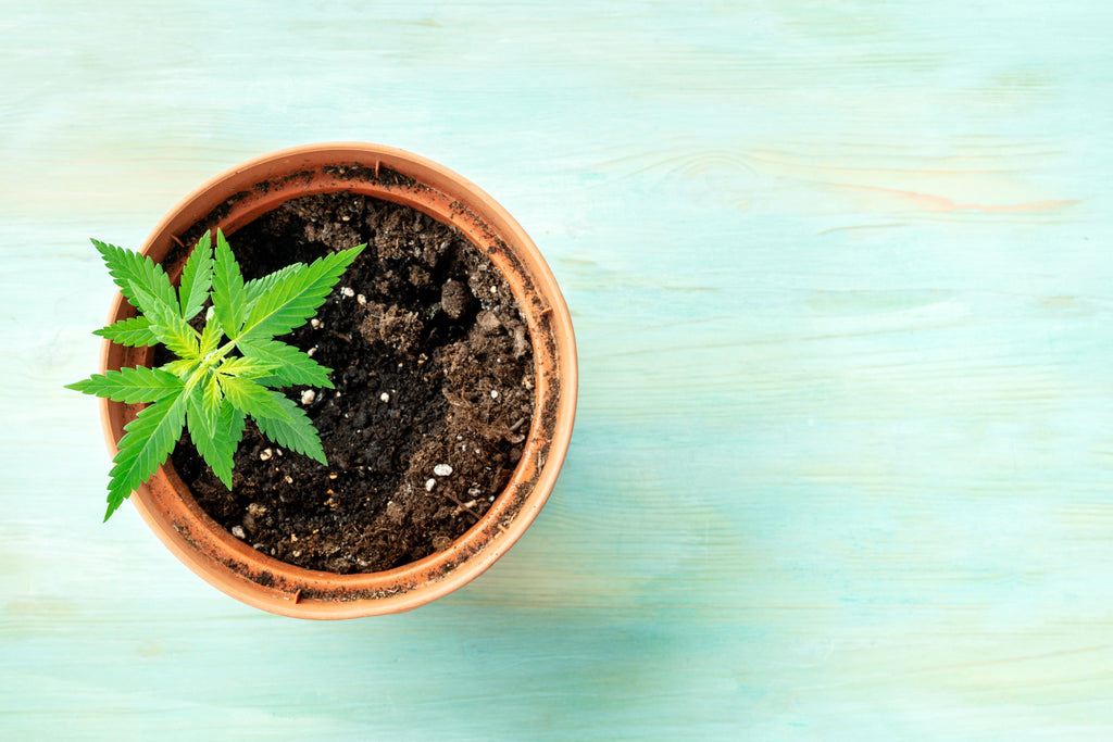 5 Entry-Level Plants for the Aspiring Indoor Grower