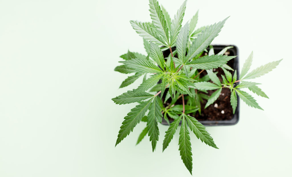 6 Cannabis Causes You Can Donate to Make an Impact