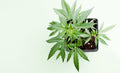 6 Cannabis Causes You Can Donate to Make an Impact