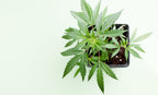 6 Cannabis Causes You Can Donate to Make an Impact