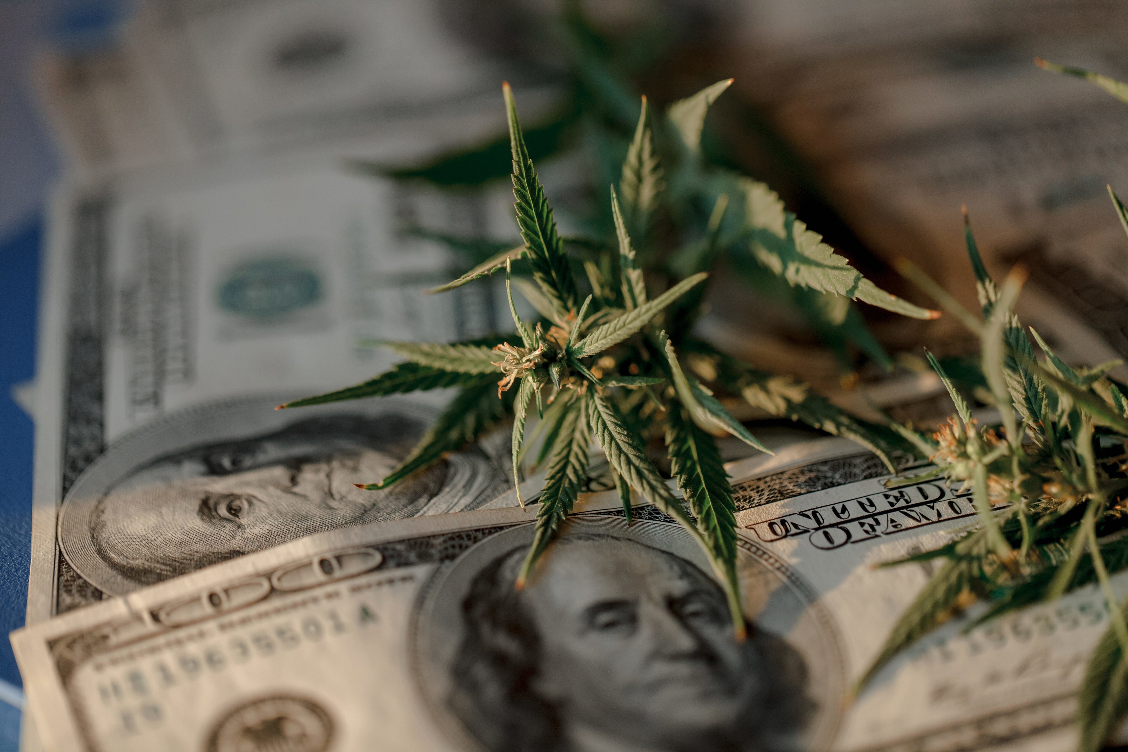 6 Cannabis Causes You Can Donate to Make an Impact
