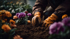 7 Colorful Flowers to Plant In the Fall