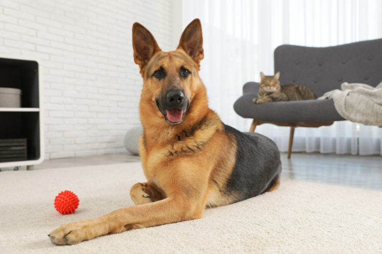 8 Eco-Friendly Pet Toys You Can Make at Home