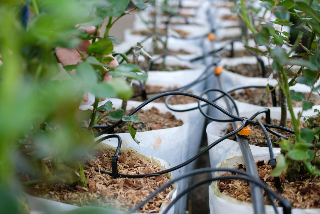A Comprehensive Guide to Drip Irrigation Systems