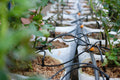 A Comprehensive Guide to Drip Irrigation Systems