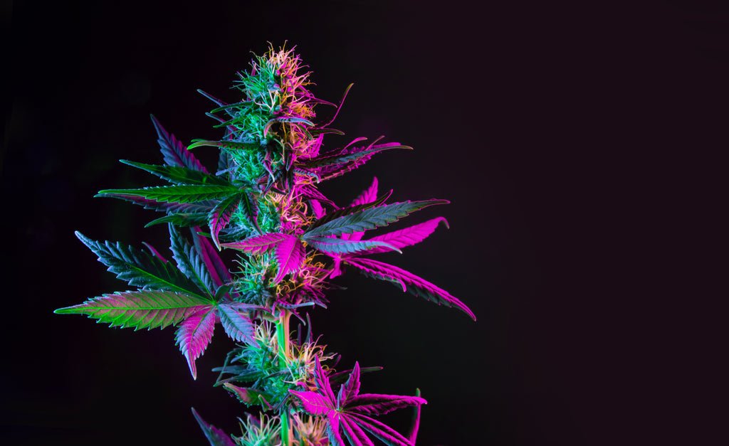 A Comprehensive Look at Cannabis Words and Their Meanings