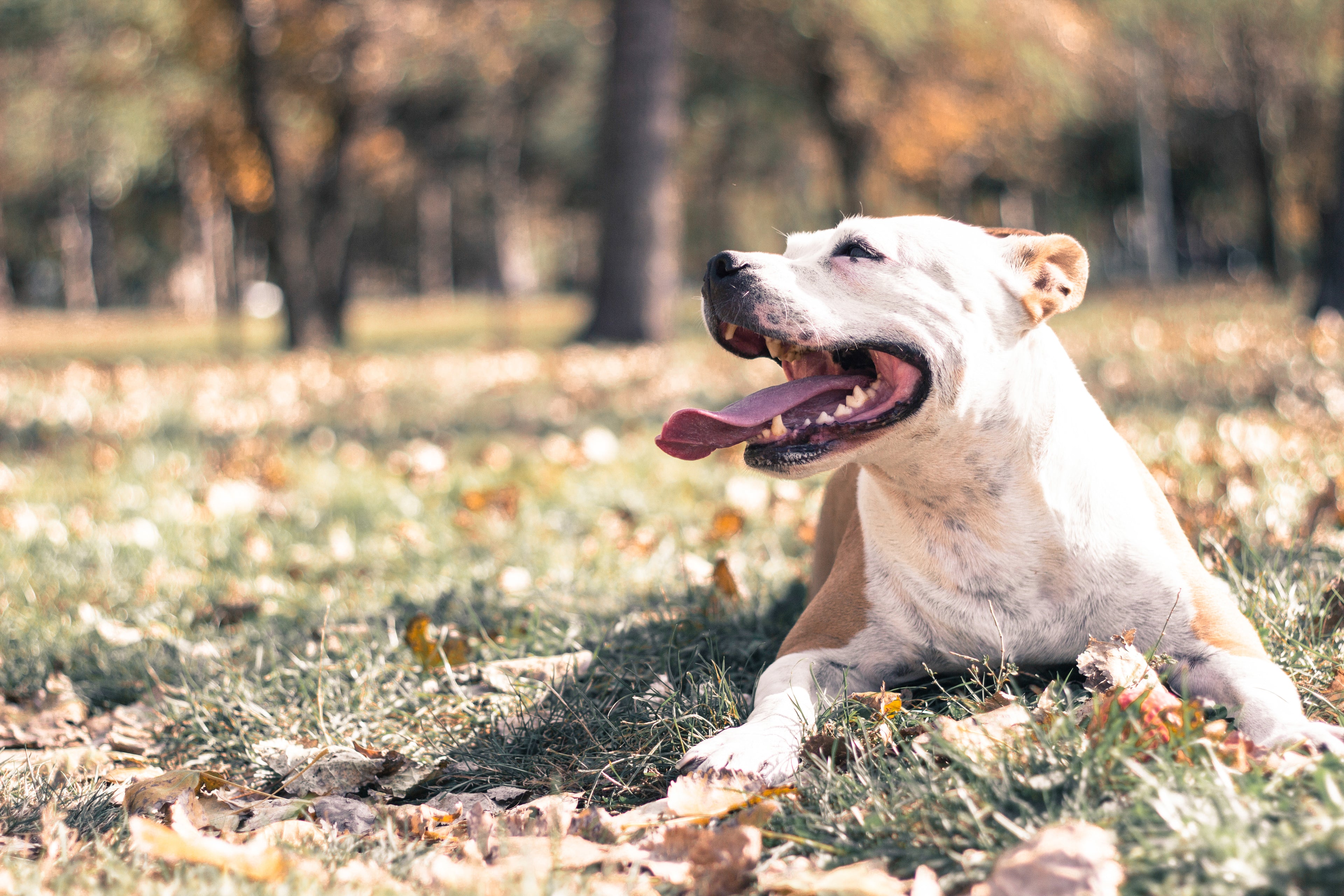 A Guide to Being a Responsible and Eco-Friendly Dog Owner