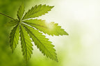 A Guide to Cannabis Cocktails