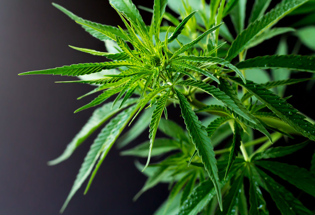 A Look at the Anatomy of a Marijuana Plant