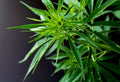 A Look at the Anatomy of a Marijuana Plant
