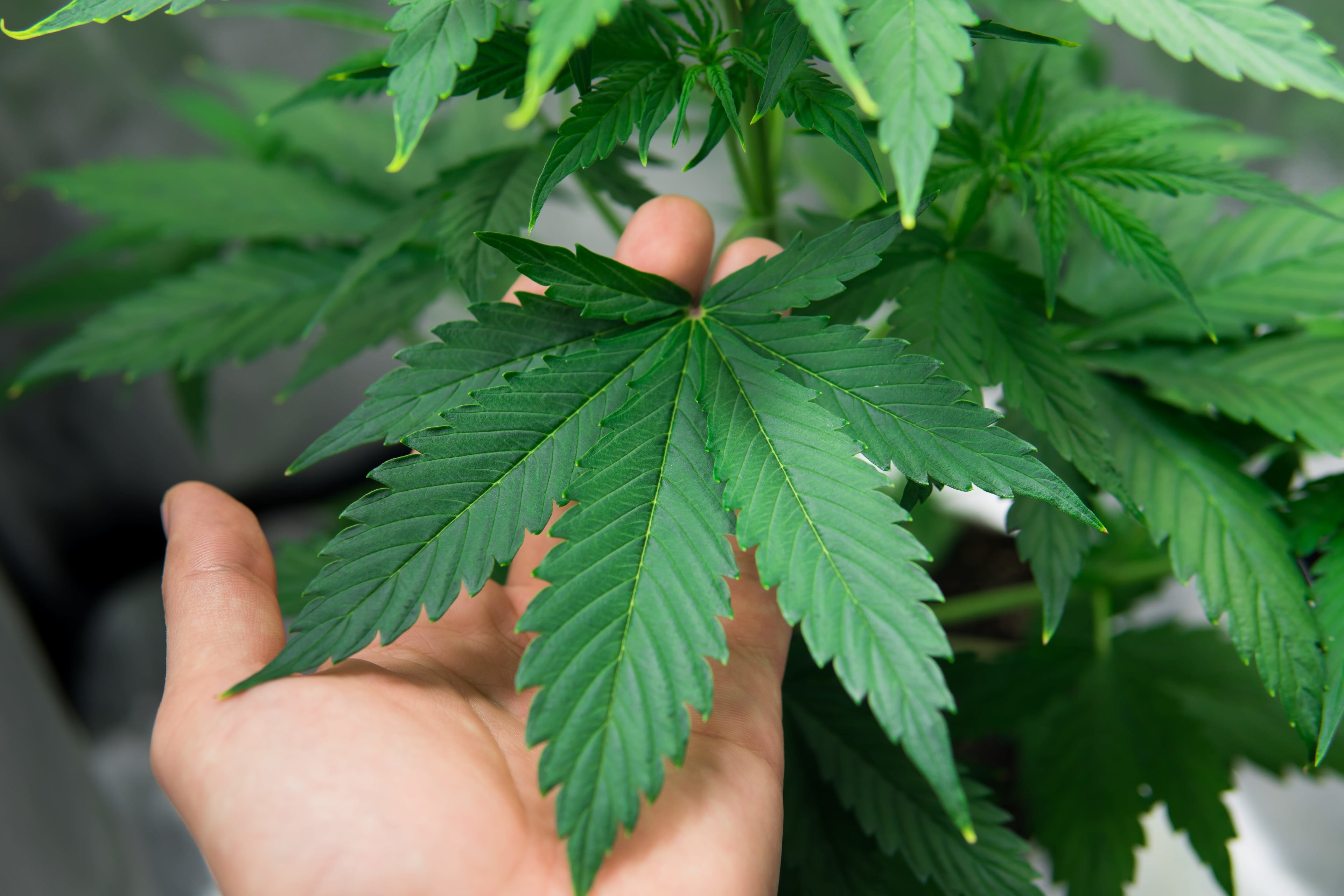 A Look at the Anatomy of a Marijuana Plant