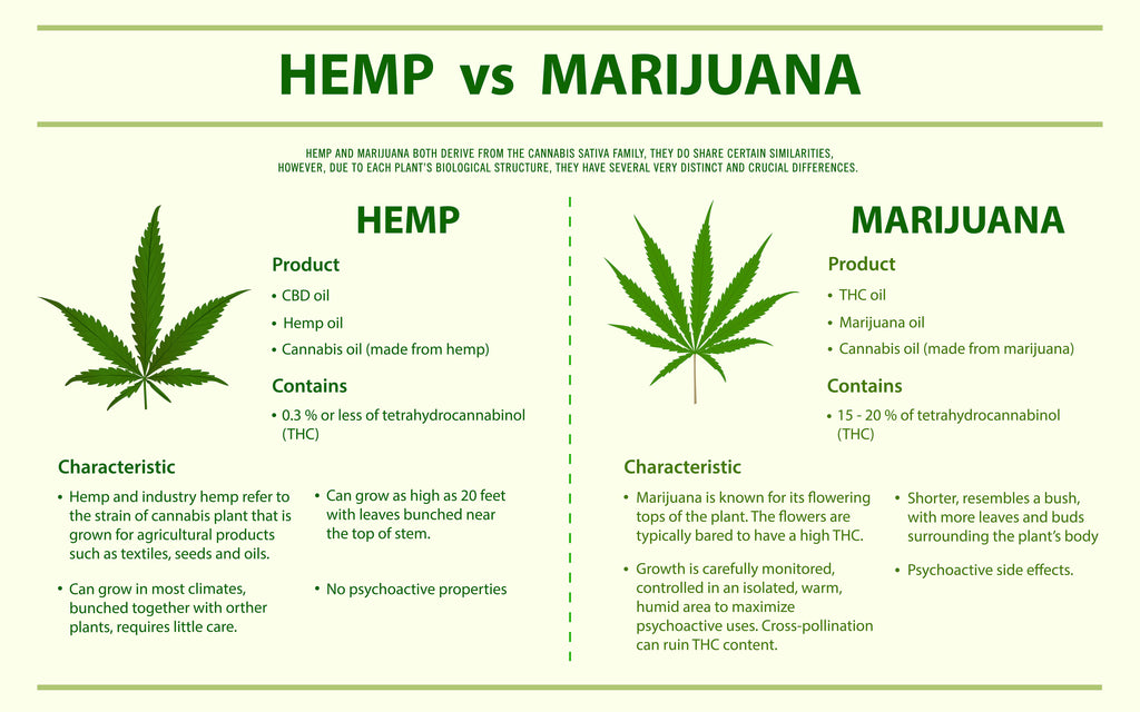 A Look at the Differences Between Hemp and Marijuana