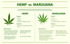 A Look at the Differences Between Hemp and Marijuana