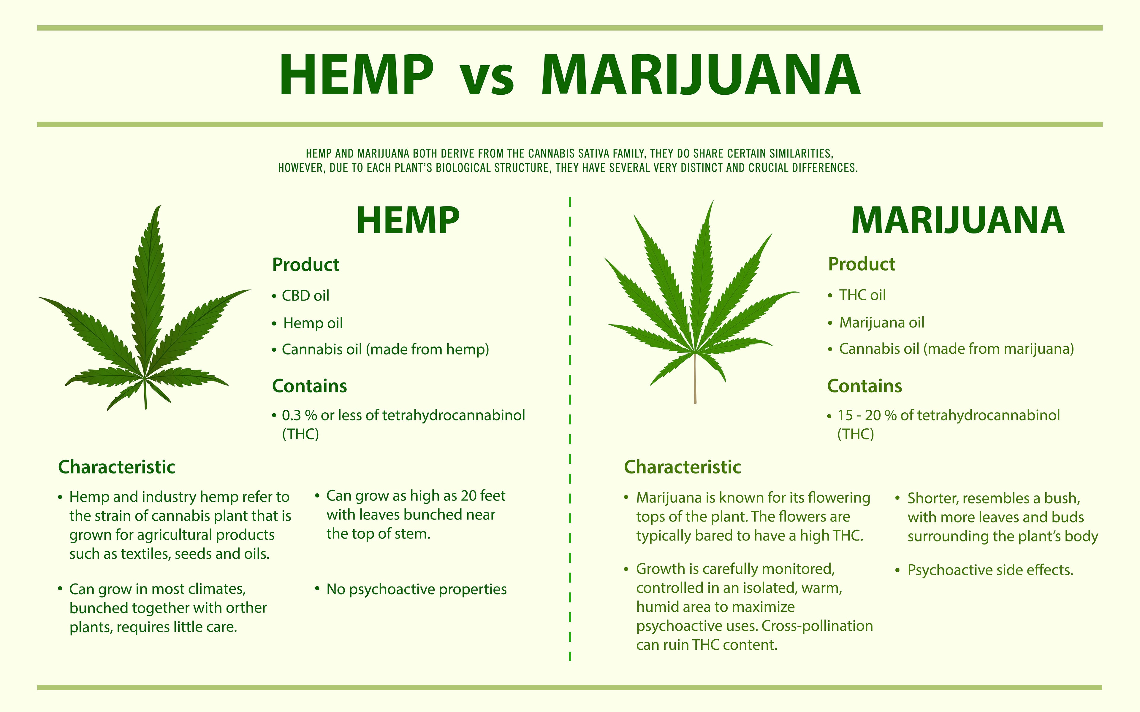 A Look at the Differences Between Hemp and Marijuana