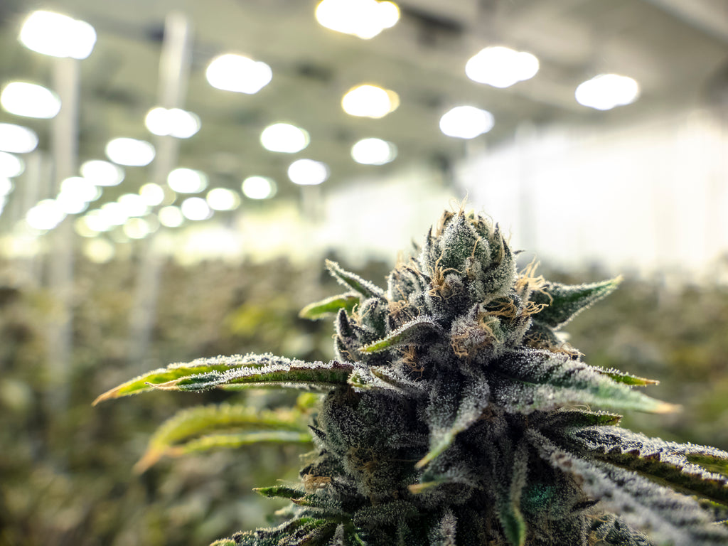 A Look at the Growing Field of Craft Cannabis