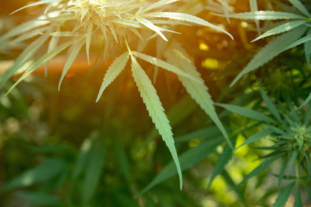 A Look at the Differences Between Hemp and Marijuana