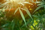 A Look at the Differences Between Hemp and Marijuana