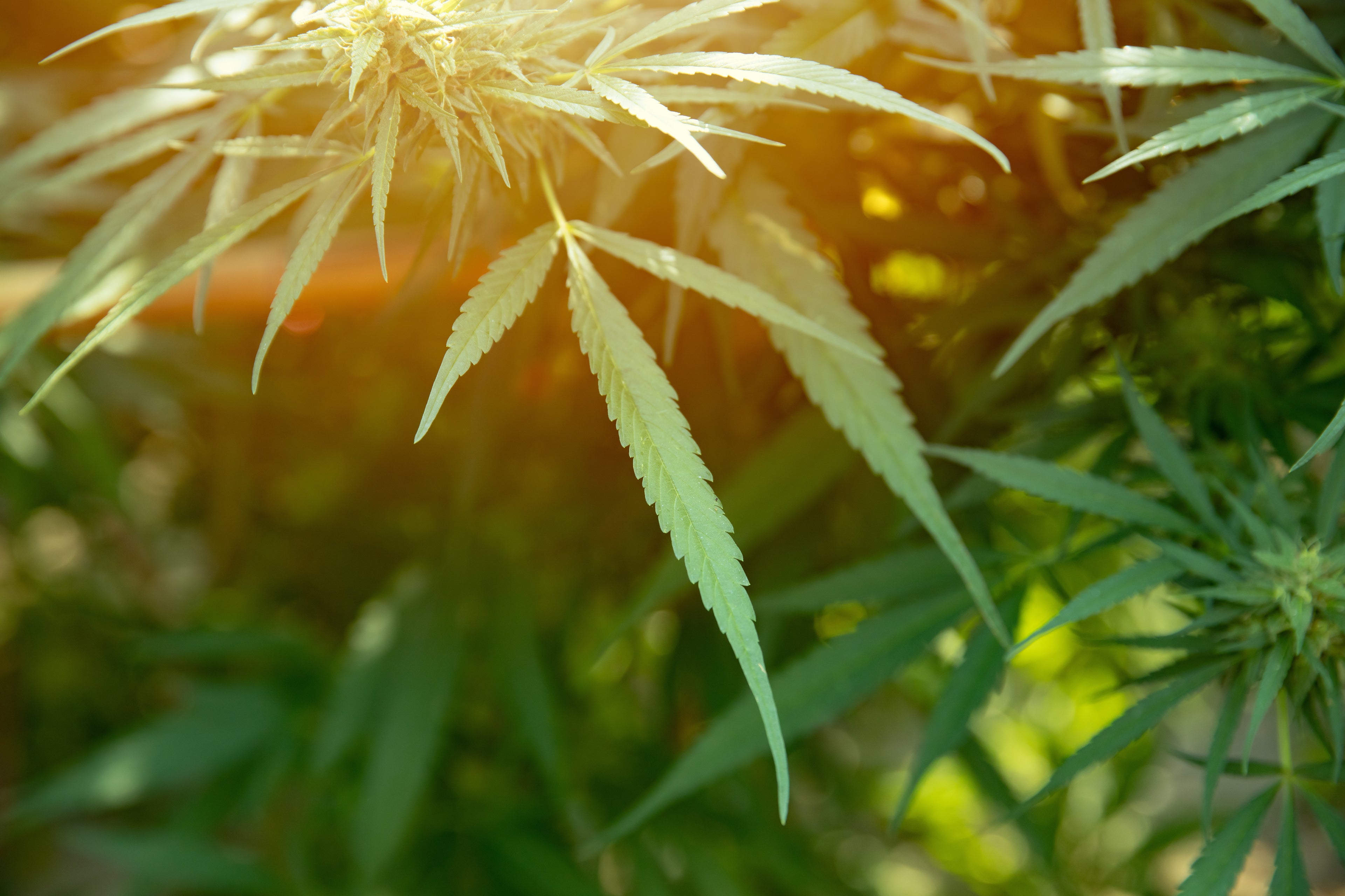 A Look at the Differences Between Hemp and Marijuana