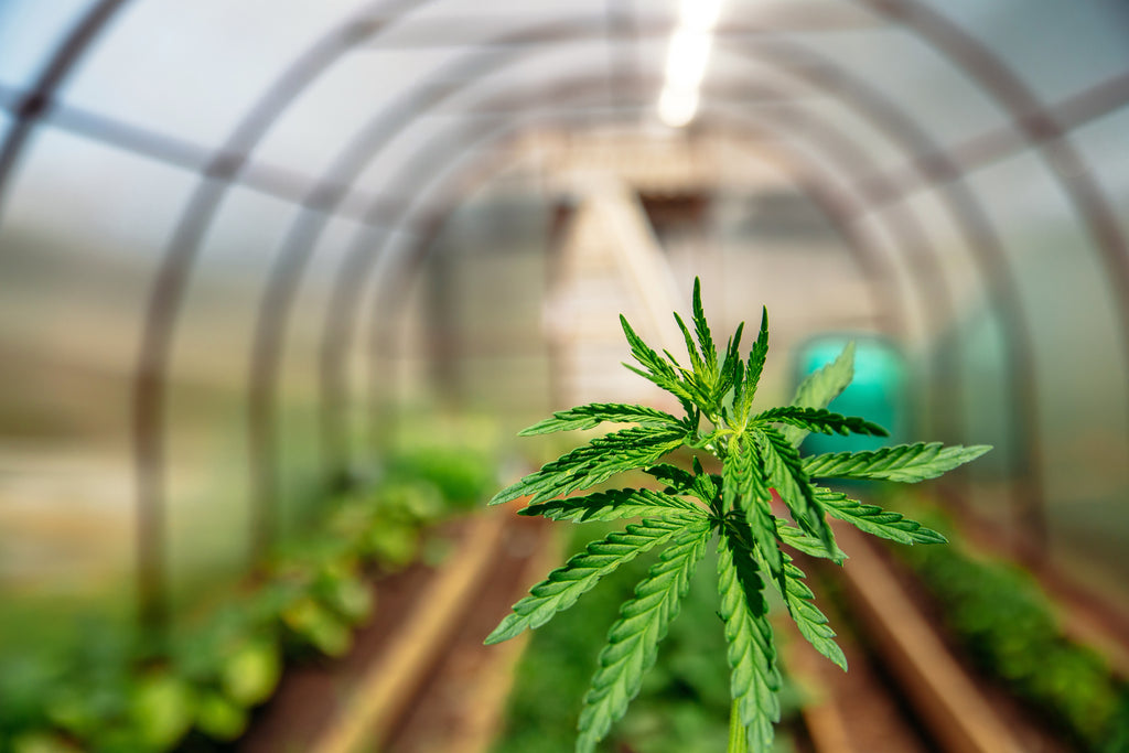 A Look at the Growing Field of Craft Cannabis