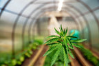 A Look at the Growing Field of Craft Cannabis