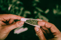 Acapulco Gold 101: The Legend Behind This Time-Tested Cannabis Strain