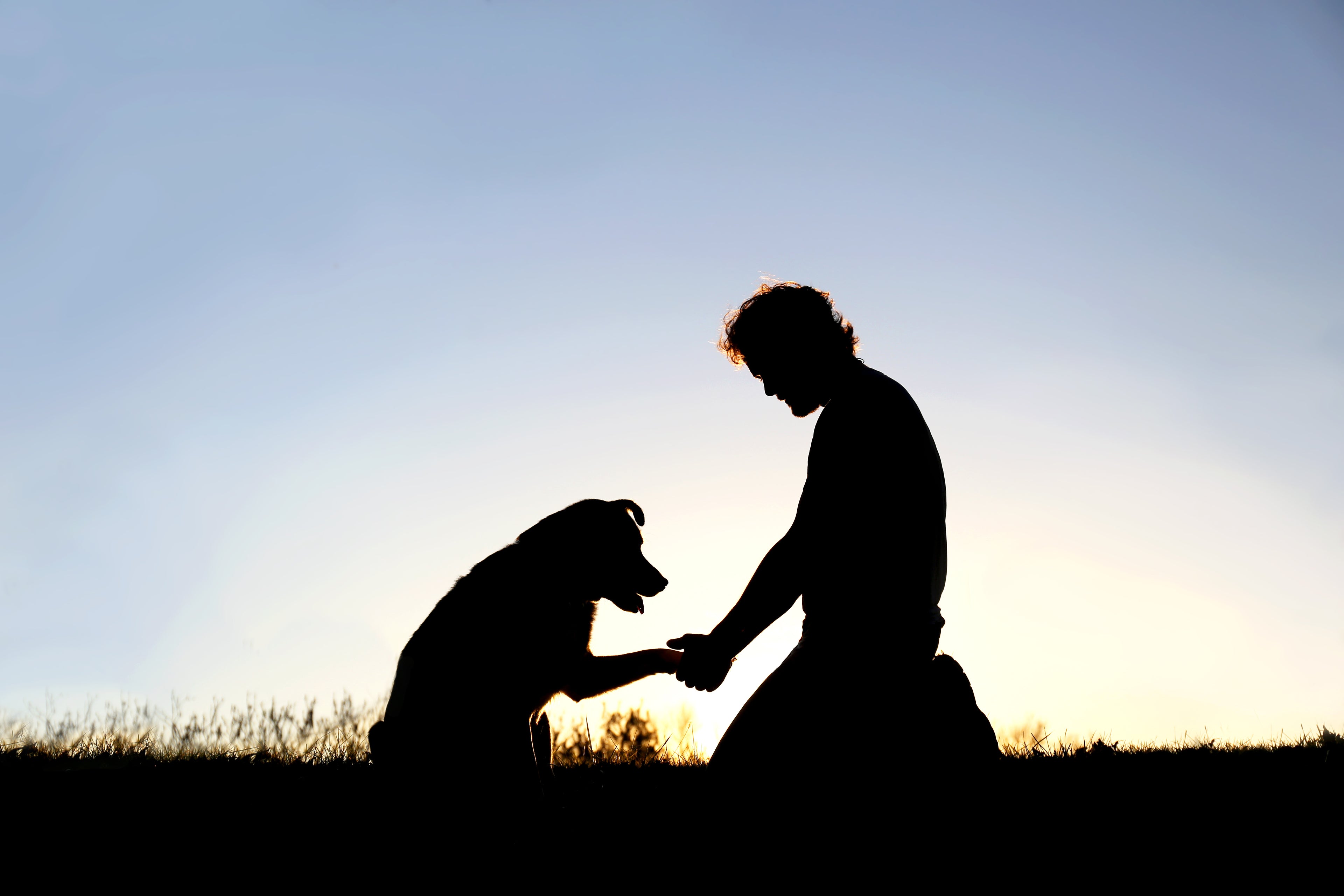 Adopting a Pet Helps You and the Planet: Here’s Why
