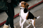 Adopting a Pet is Good for You and the Planet: Here’s Why