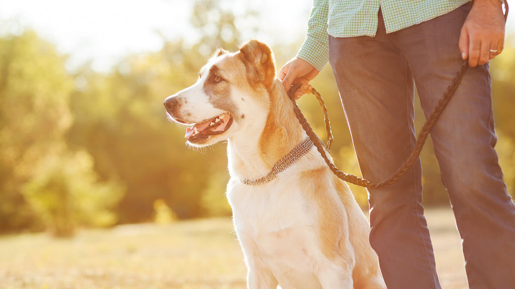 Adopting a Pet is Good for You and the Planet: Here’s Why