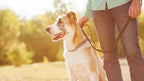 Adopting a Pet is Good for You and the Planet: Here’s Why