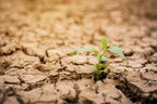 Alarming Facts About Climate Change that Prompt Action