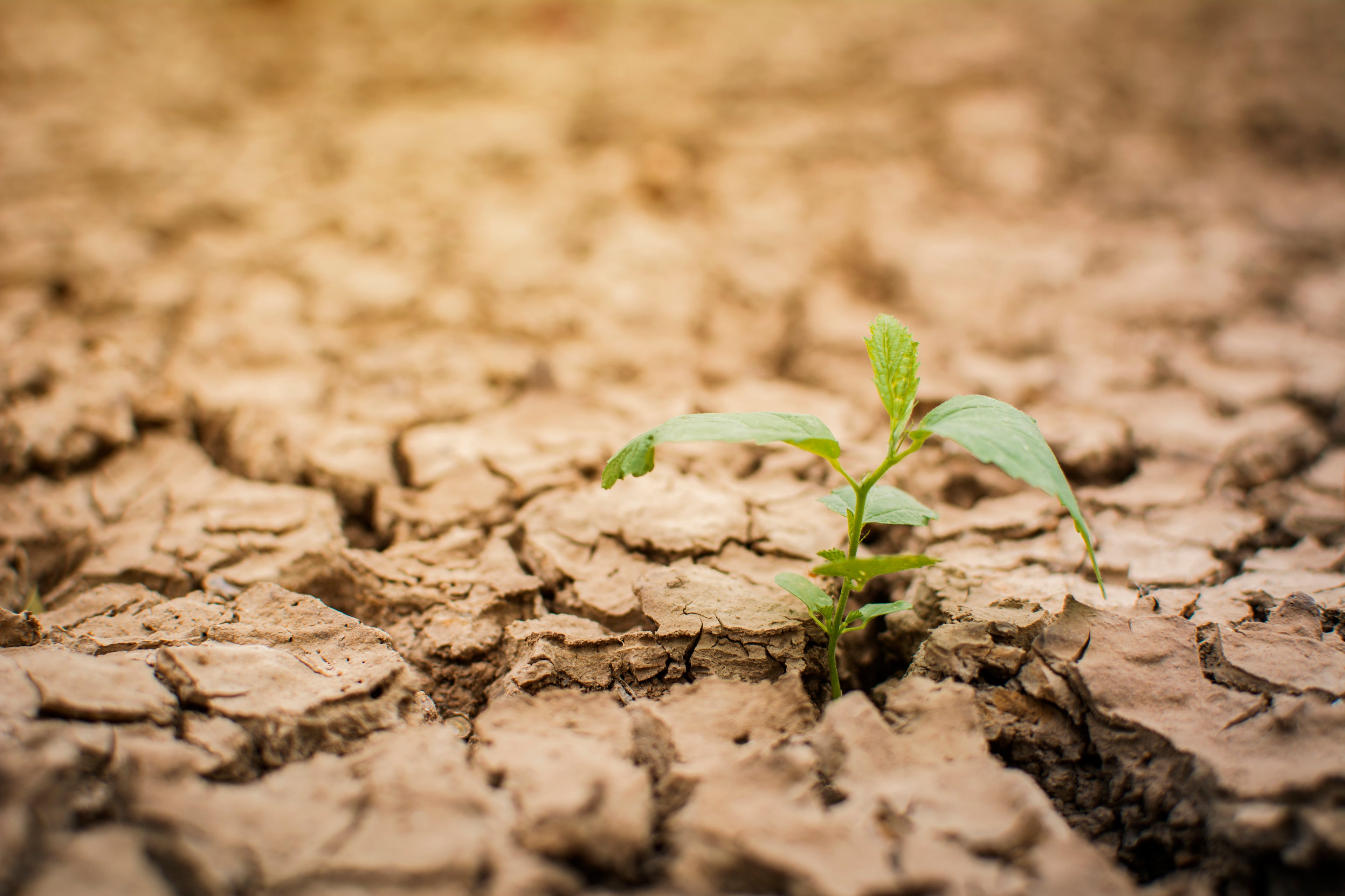 Alarming Facts About Climate Change that Prompt Action