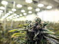An Inside Look at the Marijuana Supply Chain