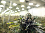 An Inside Look at the Marijuana Supply Chain