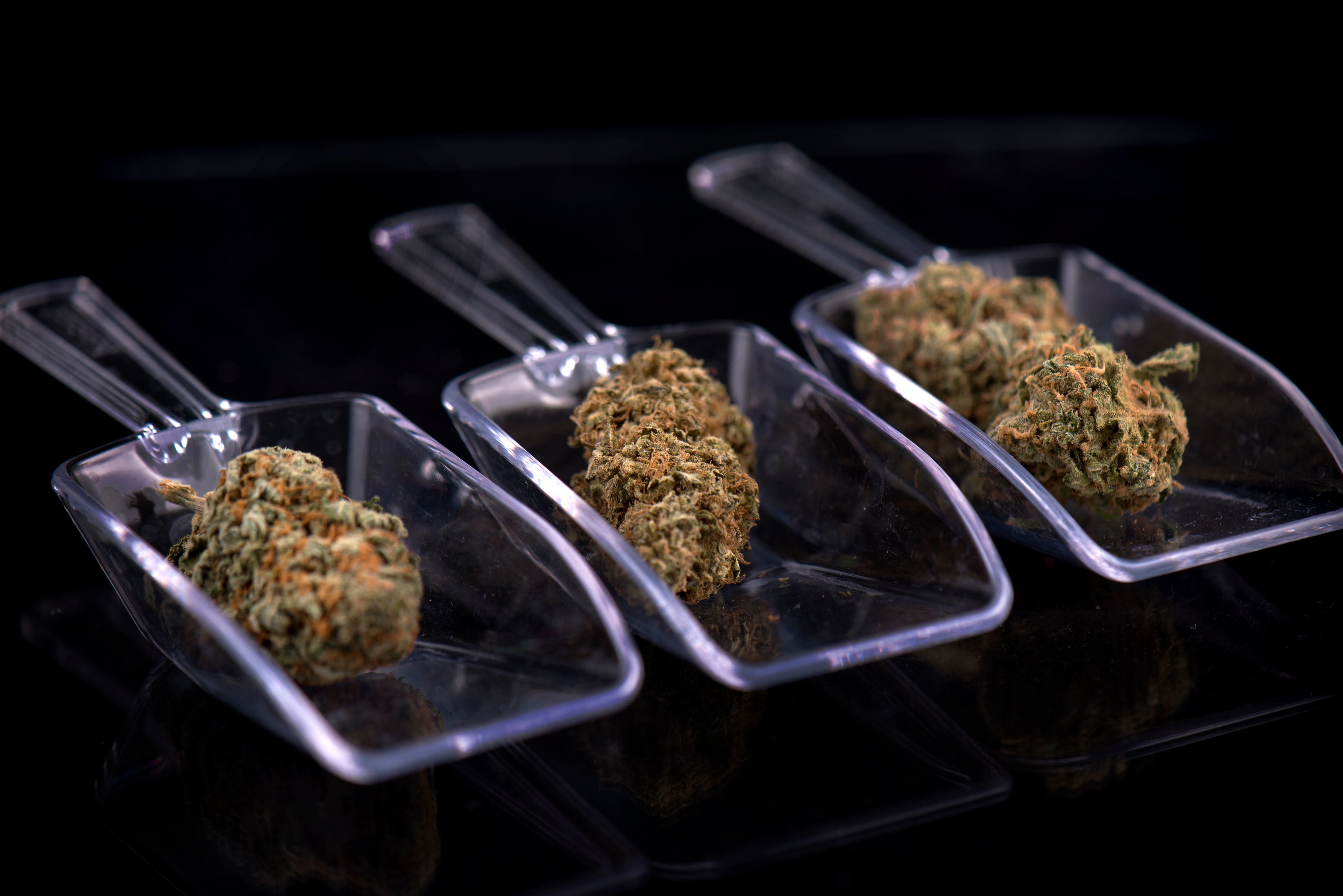 An Inside Look at the Marijuana Supply Chain