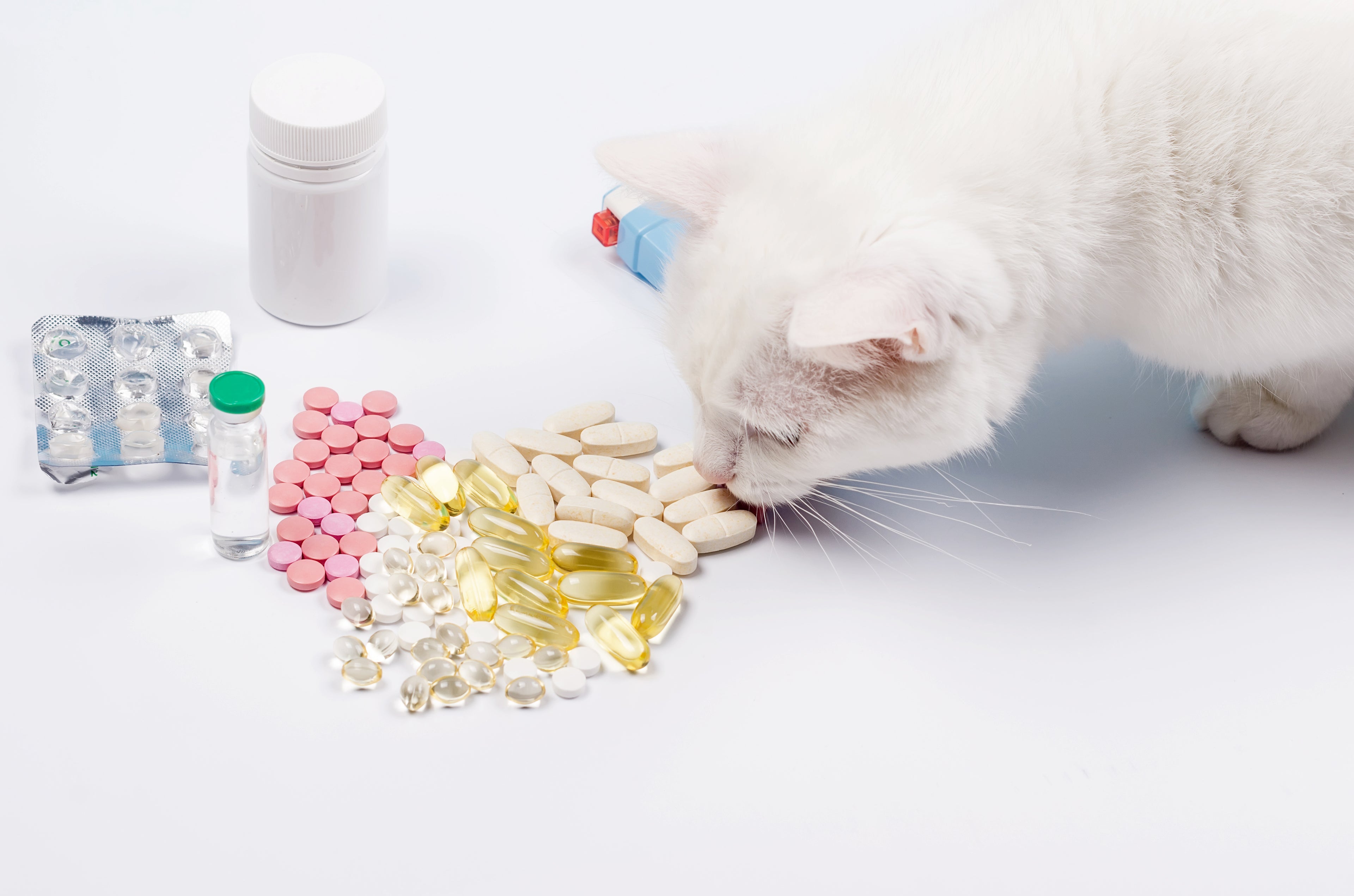 Avoid These Toxic Household Products to Help Keep Your Pets Safe