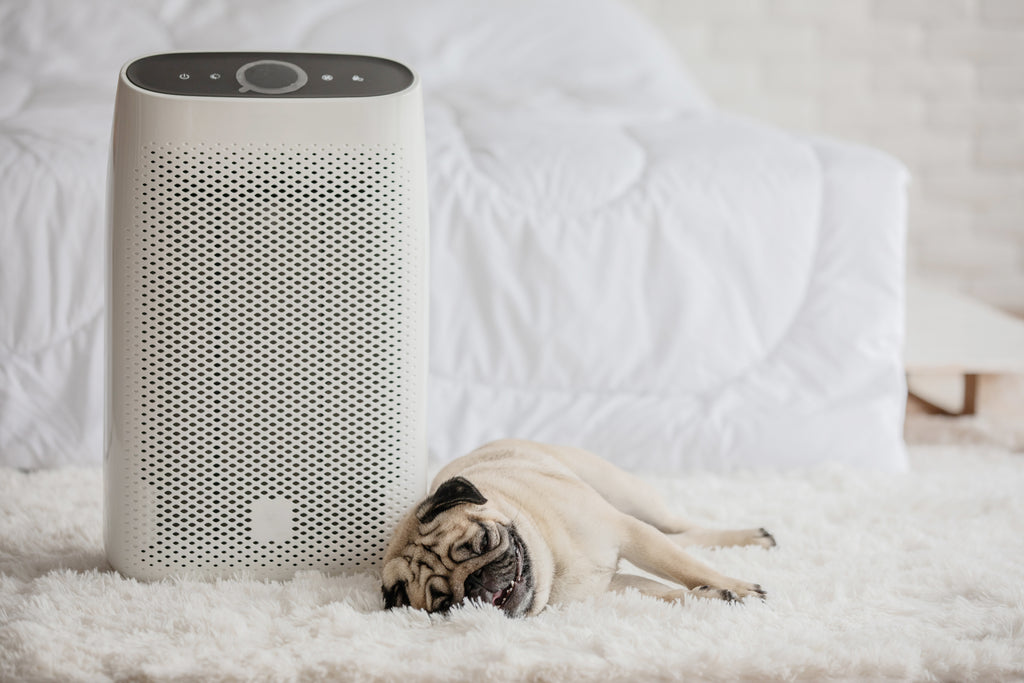 Avoid These Toxic Household Products to Help Keep Your Pets Safe