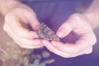 Burnt Out? Burn These Strains for a Focused and Productive High