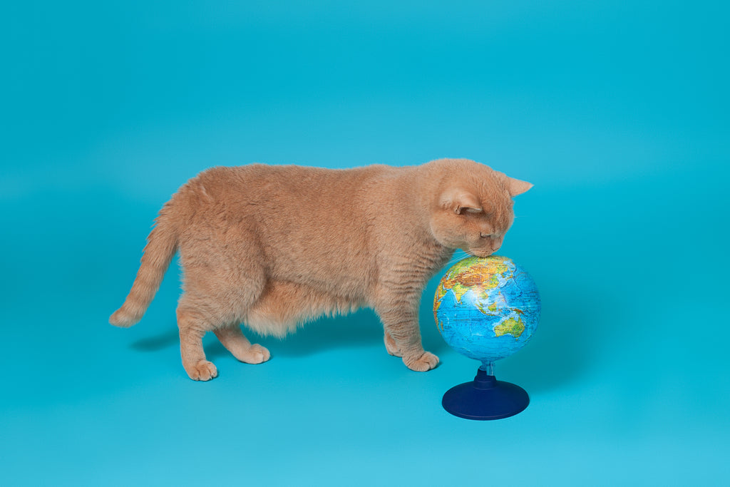 Climate Change and Your Pets: Everything You Need to Know