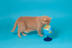 Climate Change and Your Pets: Everything You Need to Know