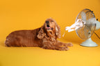 Climate Change and Your Pets: Everything You Need to Know