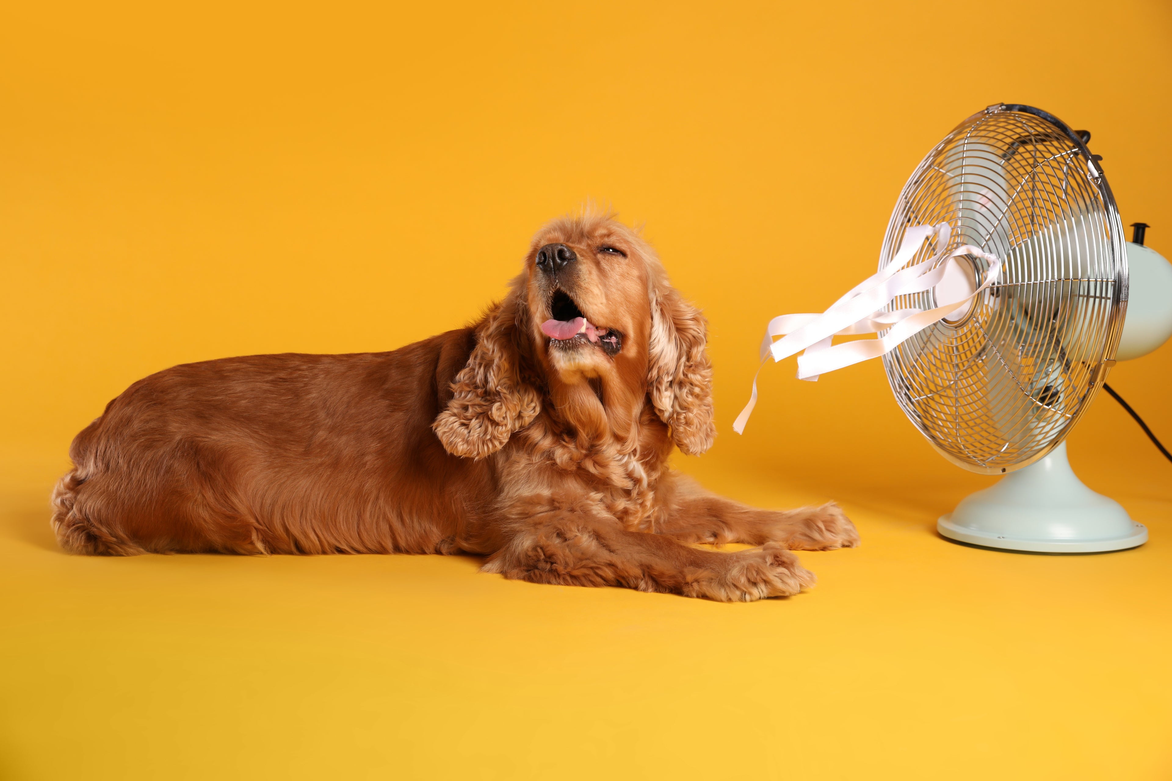Climate Change and Your Pets: Everything You Need to Know