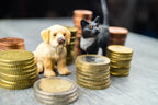 Consider These Pet Insurance Products to Protect Your Fur Baby