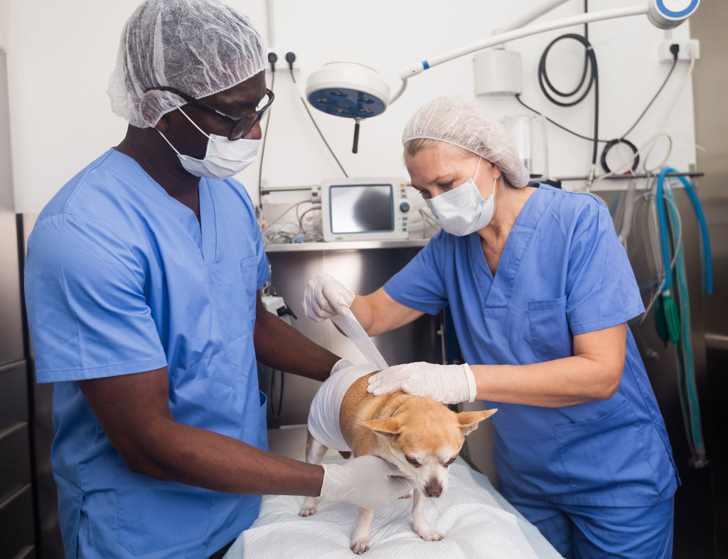 Consider These Pet Insurance Products to Protect Your Fur Baby