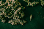 Depressed? These Marijuana Strains Might Help