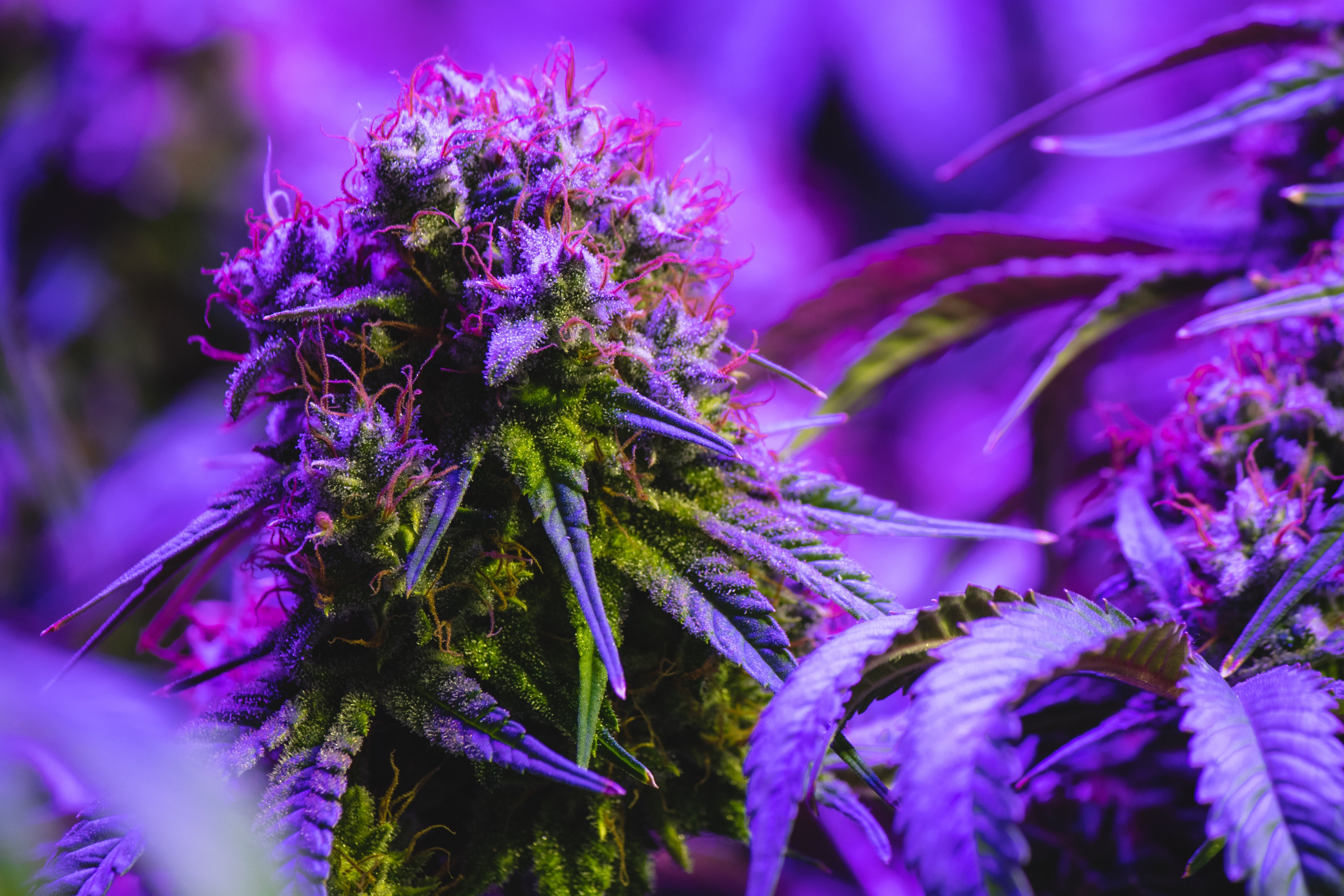 Don't Overdo It: How to Determine the Right Cannabis Dosage